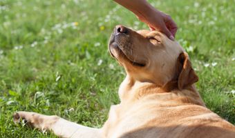 31805 Dagsworthy Blvd, Dagsboro, DE 19939