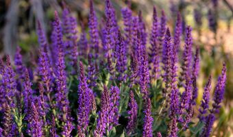 927 CAMINO VISTA RIO, Bernalillo, NM 87004