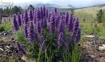 UPPER APEX Road, Black Hawk, CO 80422