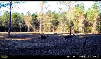 20 Ac Coot Adams Rd, Ashford, AL 36312