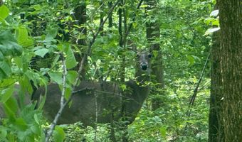 10515 Paw Paw Springs Rd, Arrington, TN 37014