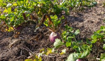 0 Thomas Rd, Altoona, KS 66710