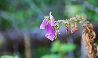 Van Horn 140 Rd, Alsea, OR 97324