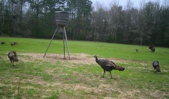 TBD County Road 40, Abbeville, AL 36310