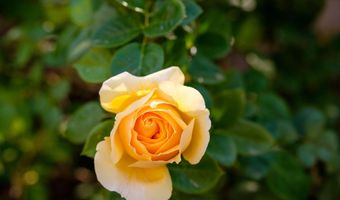 927 CAMINO VISTA RIO, Bernalillo, NM 87004