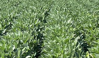 Straight Bayou Road, Anguilla, MS 38721