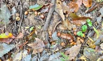 Jesse Run Rd, Arnoldsburg, WV 25234