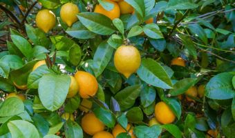609 Encino Dr, Aptos, CA 95003