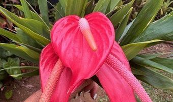 44-2806 KALANIAI Rd, Honokaa, HI 96727