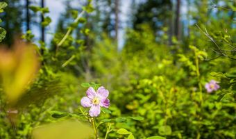 678 Saddlehorn Trl, Bigfork, MT 59911