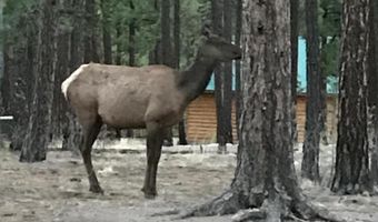 17 County Road 2195, Alpine, AZ 85920