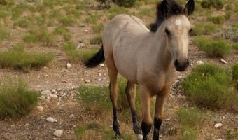 150 Wind Drift Pl, Cold Creek, NV 89124