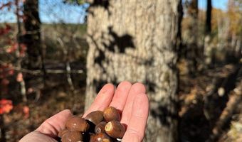 Hwy 9, Bruce, MS 38915