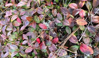 W McMann & Porcupine Hill Road lot 3, Addison, ME 04606