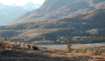 L2 Purinton Creek Trail, Chickaloon, AK 99674