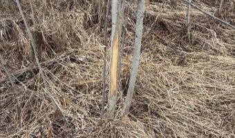 TBD40 Township Road 5743, Alborn, MN 55702
