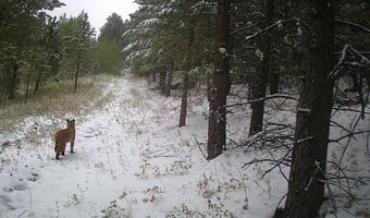 County Road 59, Allenspark, CO 80510