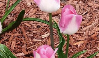 2137 S 5th Ave, Alpena, MI 49707