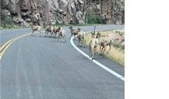 44174 Poudre Canyon Rd, Bellvue, CO 80512