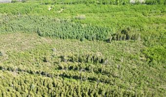 CR 557 40 Road, Arnold, MI 49819