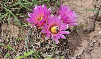 Birdwing Lane, Clay Springs, AZ 85923