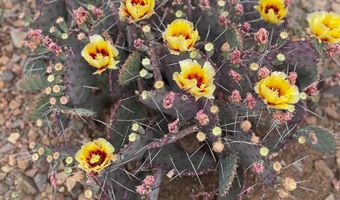 17330 Cedar Springs Rd, Alpine, TX 79830