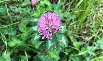 168 Mertz Pl Lot 65, Angel Fire, NM 87710