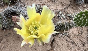 Forest Road 556, Carson, NM 87517