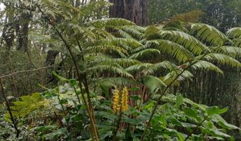 46-3821 PUAONO Rd 107, Honokaa, HI 96727