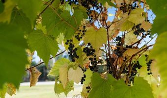 9090 M-68, Alanson, MI 49706