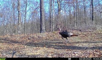 71 8 Klondike Rd, Anderson, MO 64831