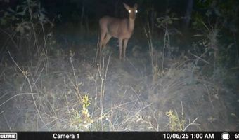 N80 Helt Rd, Antlers, OK 74525