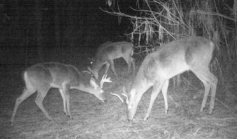 00 Hadwin Rd, Bamberg, SC 29003