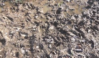 Bogue Chitto Road, Bogue Chitto, MS 39629
