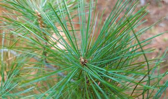 NKA Wandering Wolf Ridge Lot 3, Clark Fork, ID 83811