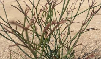 56795 Cain Rd, Anza, CA 92539