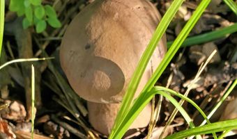 4775 S 50th Rd, Aldrich, MO 65601