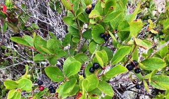 W McMann & Porcupine Hill Road lot 3, Addison, ME 04606