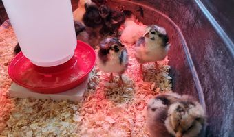 4775 S 50th Rd, Aldrich, MO 65601