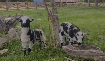 10463 Farm Road 1182, Aurora, MO 65605