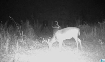 6150 SHOAL CREEK Rd 124+/- Acres, Ashville, AL 35953