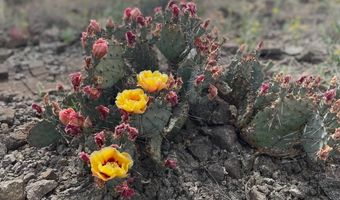 17330 Cedar Springs Rd, Alpine, TX 79830