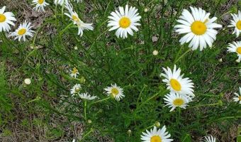 Pioneer Path lot 5, Aurora, ME 04408