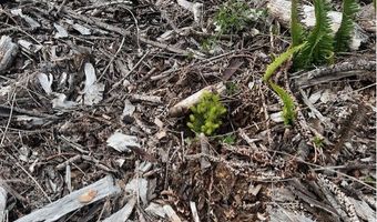 Northrup Creek Rd, Birkenfeld, OR 97016