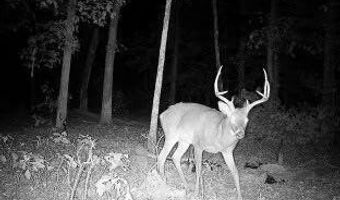 County Road 529, Ava, MO 65608