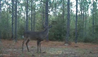259 Forest Lake Rd, Beaumont, MS 39423