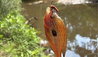 0 SHELTON Dr, Ball, LA 71405