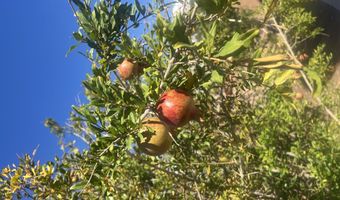 1244 Fig Springs Dr, Bernalillo, NM 87004