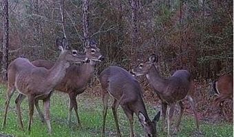 259 Forest Lake Rd, Beaumont, MS 39423