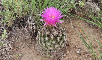 Birdwing Lane, Clay Springs, AZ 85923